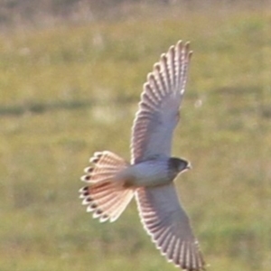 Falco cenchroides at Kambah, ACT - 15 Feb 2019