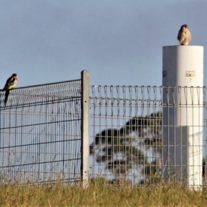 Falco cenchroides at Kambah, ACT - 15 Feb 2019