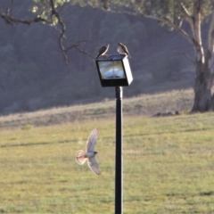 Falco cenchroides at Kambah, ACT - 15 Feb 2019