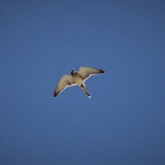 Falco cenchroides at Kambah, ACT - 15 Feb 2019