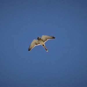 Falco cenchroides at Kambah, ACT - 15 Feb 2019