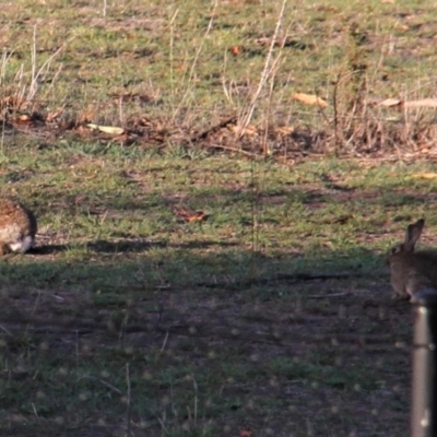 Oryctolagus cuniculus (European Rabbit) at Paddys River, ACT - 13 Feb 2019 by davobj