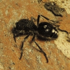 Bothriomutilla rugicollis (Mutillid wasp or velvet ant) at Bonython, ACT - 31 Jan 2019 by MichaelBedingfield