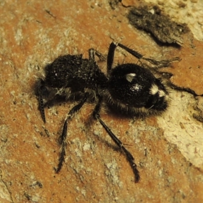 Bothriomutilla rugicollis (Mutillid wasp or velvet ant) at Bonython, ACT - 31 Jan 2019 by MichaelBedingfield