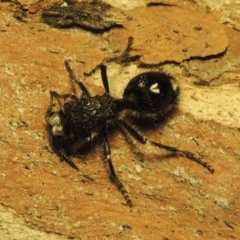 Bothriomutilla rugicollis at Pine Island to Point Hut - 31 Jan 2019