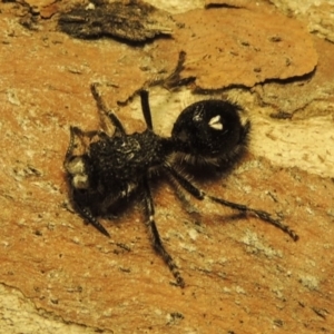 Bothriomutilla rugicollis at Pine Island to Point Hut - 31 Jan 2019