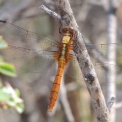 Orthetrum villosovittatum (Fiery Skimmer) at Banks, ACT - 12 Jan 2019 by michaelb