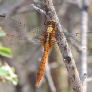 Orthetrum villosovittatum at Banks, ACT - 12 Jan 2019