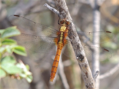 Orthetrum villosovittatum (Fiery Skimmer) at Banks, ACT - 12 Jan 2019 by MichaelBedingfield