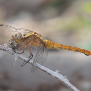 Orthetrum villosovittatum at Banks, ACT - 12 Jan 2019