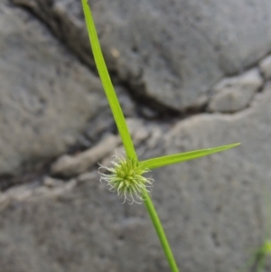 Cyperus sphaeroideus at Conder, ACT - 12 Jan 2019