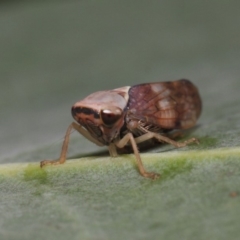 Brunotartessus fulvus (Yellow-headed Leafhopper) at Acton, ACT - 13 Feb 2019 by TimL