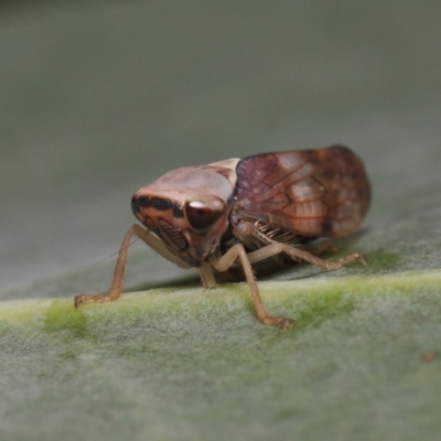 Brunotartessus fulvus (Yellow-headed Leafhopper) at Acton, ACT - 14 Feb 2019 by TimL