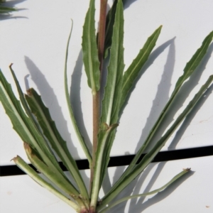 Oenothera stricta subsp. stricta at Paddys River, ACT - 15 Feb 2019