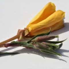 Oenothera stricta subsp. stricta at Paddys River, ACT - 15 Feb 2019