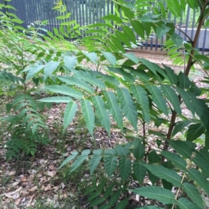 Ailanthus altissima at Yarralumla, ACT - 1 Feb 2019