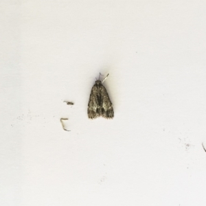 Spectrotrota fimbrialis at Hughes, ACT - 14 Feb 2019 03:00 PM