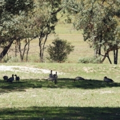 Chenonetta jubata at Kambah, ACT - 13 Feb 2019