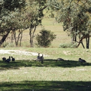 Chenonetta jubata at Kambah, ACT - 13 Feb 2019