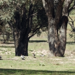 Chenonetta jubata at Kambah, ACT - 13 Feb 2019