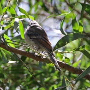 Pachycephala pectoralis at Paddys River, ACT - 13 Feb 2019