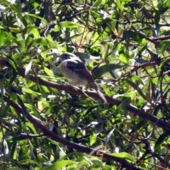 Pachycephala pectoralis at Paddys River, ACT - 13 Feb 2019