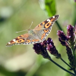 Junonia villida at Tharwa, ACT - 13 Feb 2019