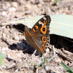 Junonia villida at Tharwa, ACT - 13 Feb 2019