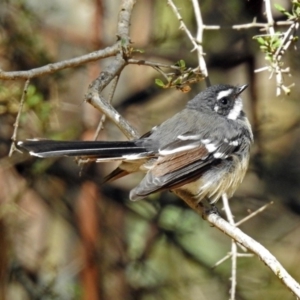 Rhipidura albiscapa at Paddys River, ACT - 13 Feb 2019 11:46 AM