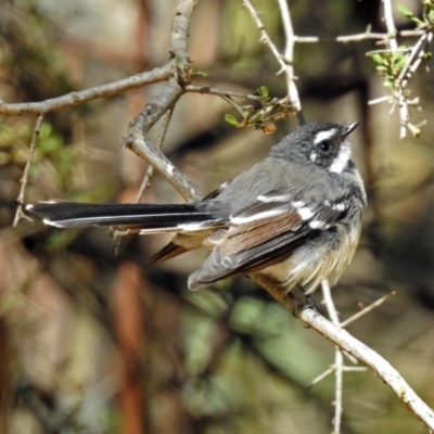 Rhipidura albiscapa (Grey Fantail) at Paddys River, ACT - 13 Feb 2019 by RodDeb