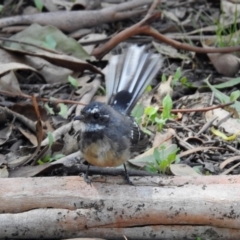 Rhipidura albiscapa at Paddys River, ACT - 13 Feb 2019 11:46 AM