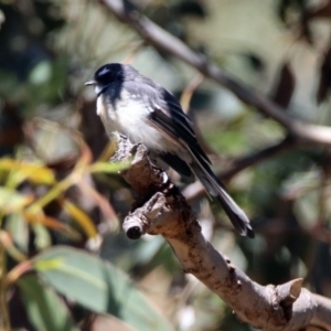 Rhipidura albiscapa at Paddys River, ACT - 13 Feb 2019 11:46 AM