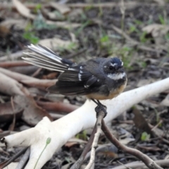 Rhipidura albiscapa at Paddys River, ACT - 13 Feb 2019 11:46 AM