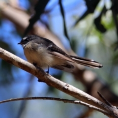 Rhipidura albiscapa at Paddys River, ACT - 13 Feb 2019 11:46 AM