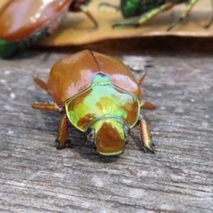 Anoplognathus brunnipennis at Paddys River, ACT - 13 Feb 2019