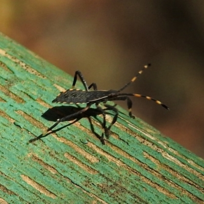 Amorbus sp. (genus) (Eucalyptus Tip bug) at Paddys River, ACT - 13 Feb 2019 by RodDeb