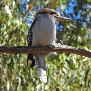 Dacelo novaeguineae at Paddys River, ACT - 13 Feb 2019