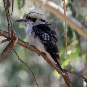 Dacelo novaeguineae at Paddys River, ACT - 13 Feb 2019 12:16 PM