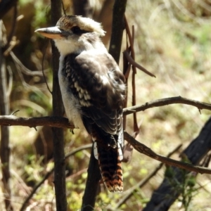 Dacelo novaeguineae at Paddys River, ACT - 13 Feb 2019