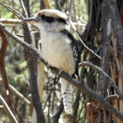 Dacelo novaeguineae at Paddys River, ACT - 13 Feb 2019