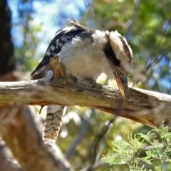 Dacelo novaeguineae at Paddys River, ACT - 13 Feb 2019 12:16 PM