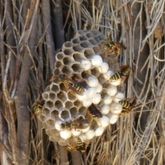 Polistes (Polistes) chinensis (Asian paper wasp) at Fyshwick, ACT - 13 Feb 2019 by SandraH