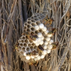 Polistes (Polistes) chinensis (Asian paper wasp) at Fyshwick, ACT - 14 Feb 2019 by SandraH