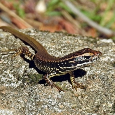 Eulamprus heatwolei (Yellow-bellied Water Skink) at Paddys River, ACT - 13 Feb 2019 by RodDeb