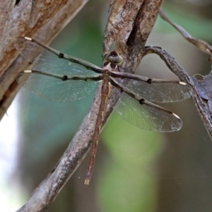 Telephlebia brevicauda at Paddys River, ACT - 13 Feb 2019