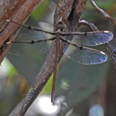 Telephlebia brevicauda at Paddys River, ACT - 13 Feb 2019