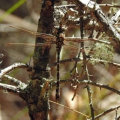 Austroaeschna unicornis (Unicorn Darner) at Paddys River, ACT - 13 Feb 2019 by RodDeb