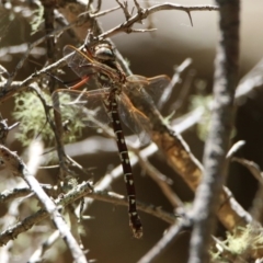 Austroaeschna unicornis at Paddys River, ACT - 13 Feb 2019