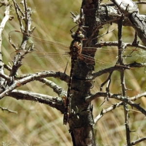 Austroaeschna unicornis at Paddys River, ACT - 13 Feb 2019