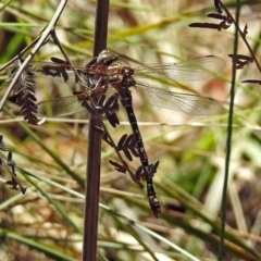 Austroaeschna unicornis at Paddys River, ACT - 13 Feb 2019